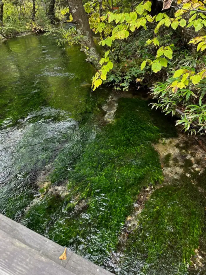 河童橋付近の清流に揺れるバイカモ