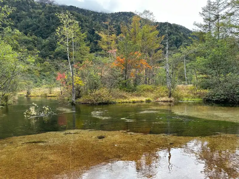 大正池から河童橋への散策路の途中にある田代池